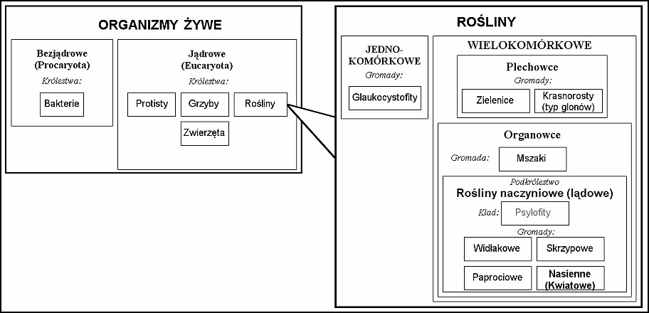 Podzia organizmw ywych