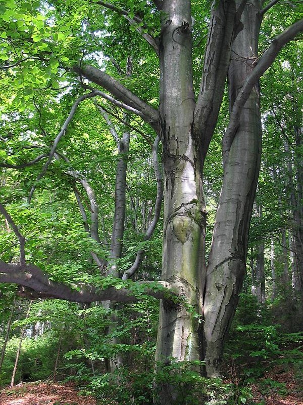 Buk zwyczajny (Fagus sylvatica) ang. European Beech