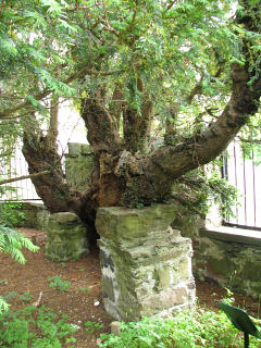 Najstarsze europejskie drzewo - cis pospolity w Fortingall w Szkocji