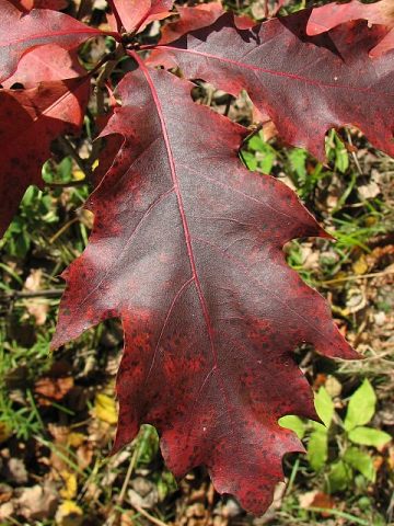 Licie dbu czerwonego