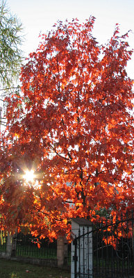 Licie dbu czerwonego