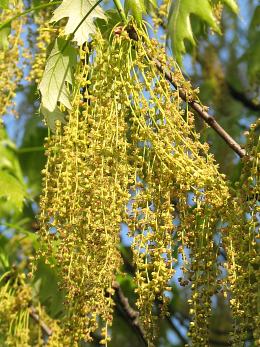 Kwiaty mskie dbu czerwonego