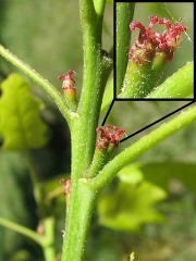 Kwiaty eskie dbu czerwonego