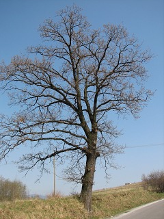Pokrj dbu szypukowego