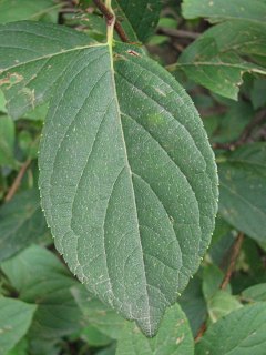 Hortensja bukietowa - licie