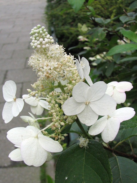 Hortensja bukietowa - kwiaty