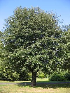 Jarzb szwedzki - pokrj