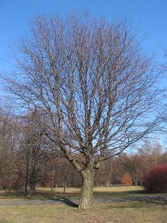 Jarzb szwedzki - pokrj