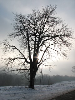 Kasztanowiec zwyczajny