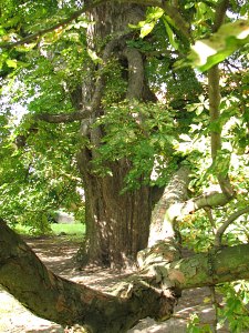 Kasztanowiec zwyczajny