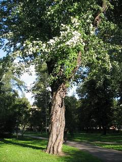 Srebrzyste od spodu licie klona srebrzystego