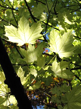 Licie formy ozdobnej klona zwyczajnego