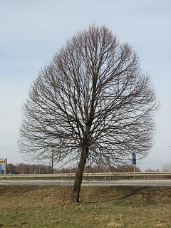 Pokrj lipy drobnolistnej
