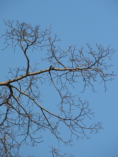 Pokrj lipy drobnolistnej