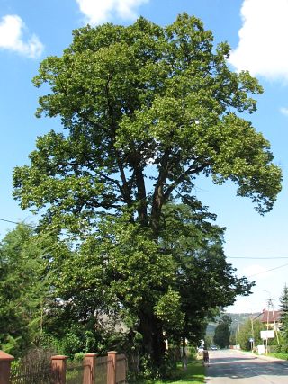 Lipa szerokolistna - pokrj