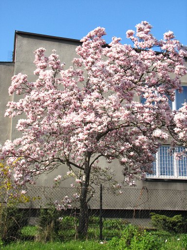 Magnolia porednia