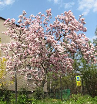 Pokrj magnolii poredniej