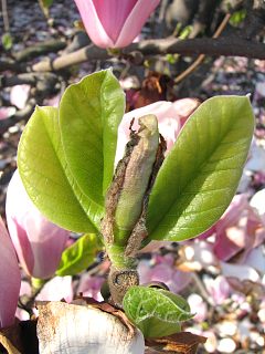 Mode licie magnolii poredniej