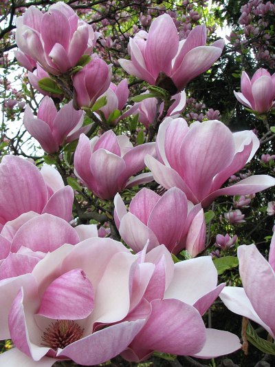 Kwiaty magnolii poredniej