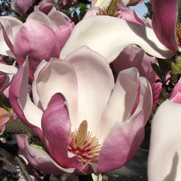Kwiaty magnolii poredniej