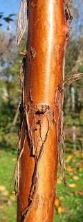 Metasekwoja chiska - kora