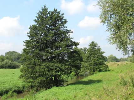 Olsza czarna w naturalnym siedlisku