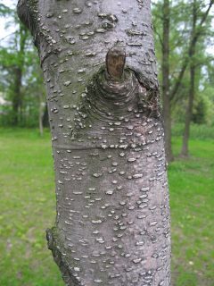 Gadka kora na pniu modej olszy czarnej