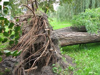 Wyrwana z korzeniami robinia akacjowa