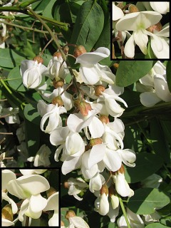 Kwiaty robinii akacjowej