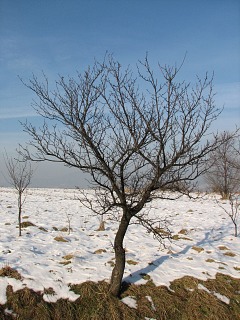 liwa domowa - pokrj