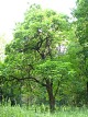 Surmia bignoniowa