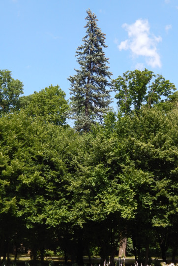 wierk srebrny - pokrj