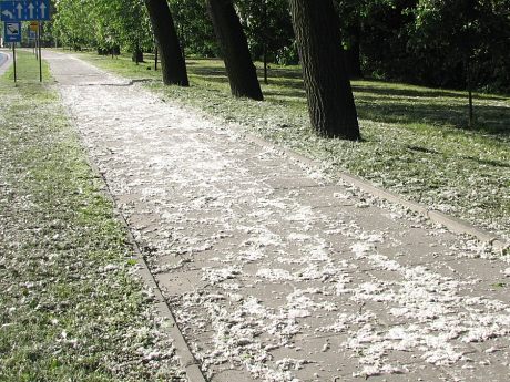 Zalegajce owocostany topoli kanadyjskiej