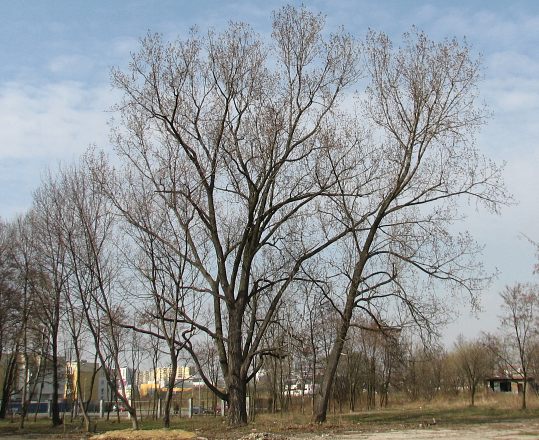 Topola kanadyjska 'Robusta'