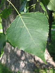 Topola kanadyjska 'Robusta' - licie