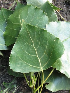 Topola kanadyjska 'Robusta' - licie