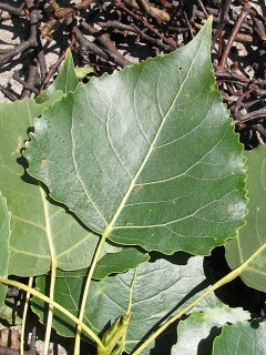 Topola kanadyjska 'Robusta' - licie
