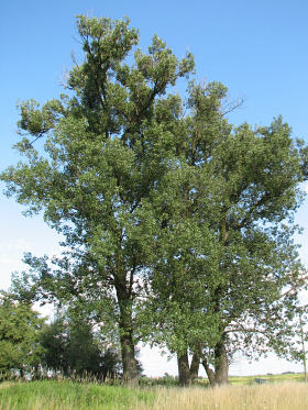 Topola kanadyjska 'Serotina'
