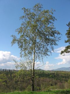 Pokrj topoli osiki