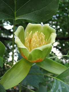 Kwiaty tulipanowca amerykaskiego