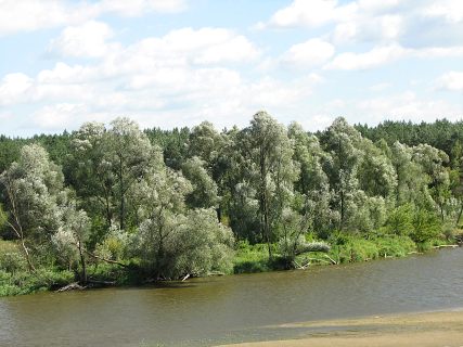 Wierzba biaa na stanowiskach naturalnych