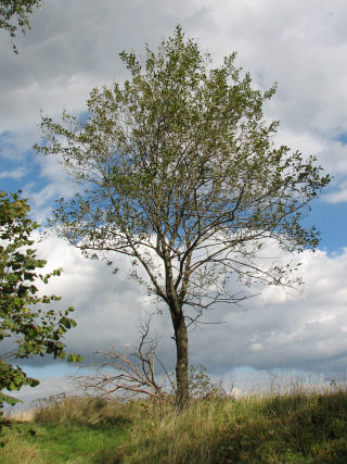 Wierzba iwa - pokrj