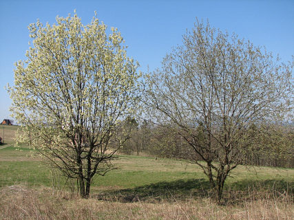 Wierzba iwa - pokrj