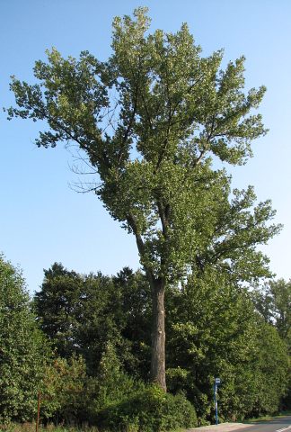 Topola kanadyjska