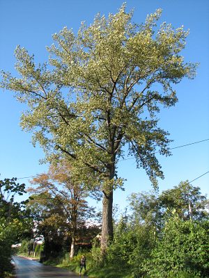 Topola kanadyjska