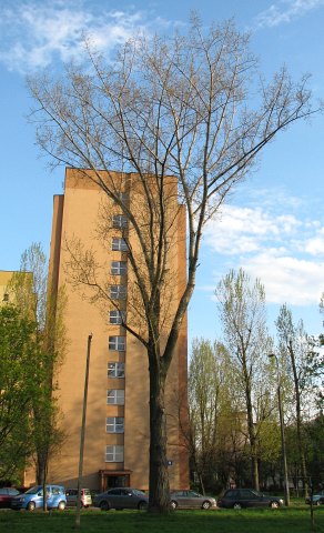 Topola kanadyjska
