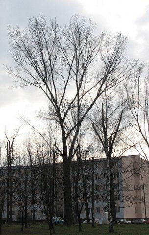 Topola kanadyjska