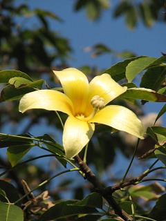 Hiszpania, Chorisia speciosa - kwiaty