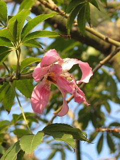 Hiszpania, Chorisia speciosa - kwiaty