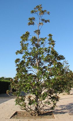 Magnolia wielkokwiatowa - pokrój